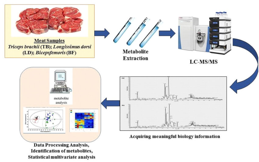 Workflow for metabolomics analysis in meat samples. LC-MS/MS, liquid chromatography-tandem mass spectrometry.